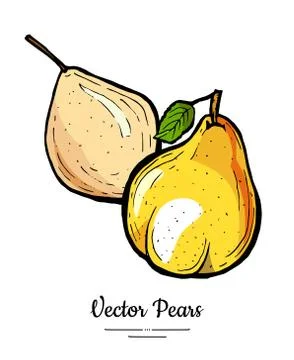 Pears fruits vector isolate Yellow brown whole pear Fruit hand drawn illustra Stock Illustration