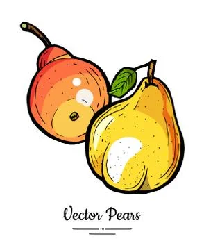 Pears fruits vector isolate. Yellow red whole pear. Fruit hand drawn illustra Stock Illustration