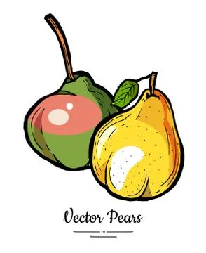 Pears fruits vector isolate Yellow green whole pear Fruit hand drawn illustra Stock Illustration