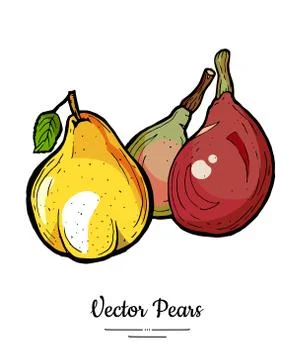Pears fruits vector isolate. Yellow red whole pear. Fruit hand drawn illustra Stock Illustration