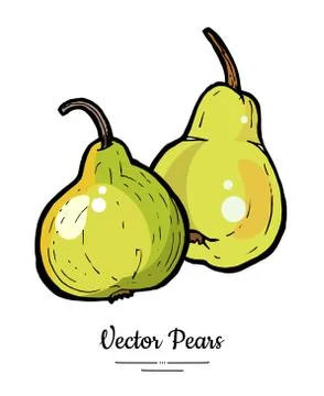 Pears fruits vector isolate Yellow green whole pear Fruit hand drawn illustra Stock Illustration