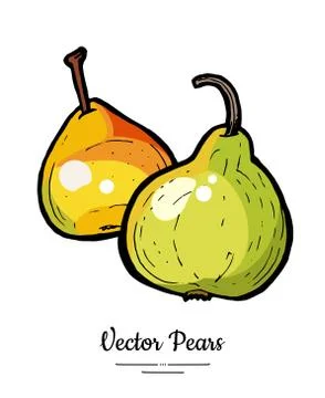 Pears fruits vector isolate Yellow green whole pear Fruit hand drawn illustra Stock Illustration