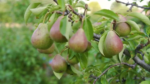 Pears in the garden on branche tree. pear tree detail shot in summer Stock Footage 151103073