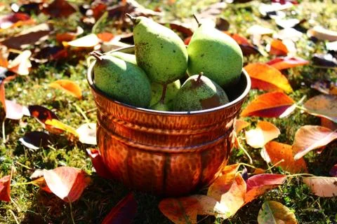 Pears in the garden Foto stock