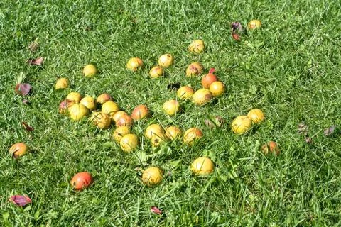 Pears on the grass Stock-Fotos