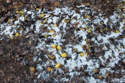Pears on the ground under the snow. Stock Photos