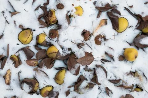 Pears on the ground under the snow. Stock Photos