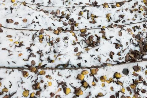 Pears on the ground under the snow. Stock Photos