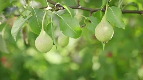 Pears grow in garden on branch Stock-Footage 147627713