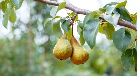 Pears grow on tree. 2 ripe pears grow on tree in garden. Delicious ripe pear Stock Photos