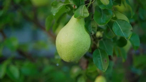 Pears grow on a tree close-up in the early morning after rain Stock Footage 240902358