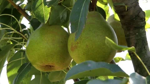Pears grow on tree Stock Footage 10611509