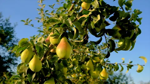 Pears grow on a tree in the garden. Selective focus. Video stock 212662263
