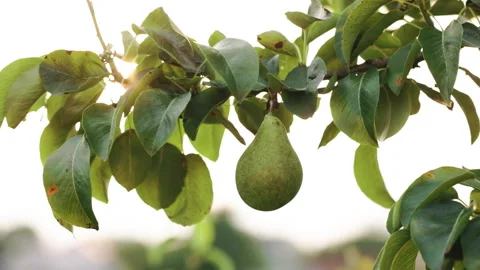 Pears grow on a tree in the garden. Selective focus. Pear garden in the country Vídeos de archivo 255562782