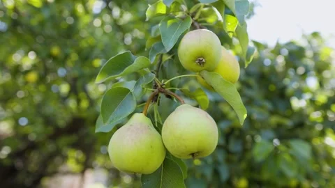 Pears grow on a tree in the garden. Selective focus. Stock Footage 280757040