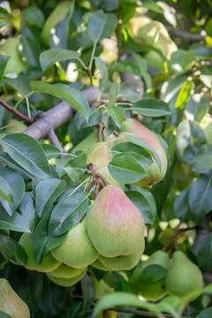 Pears grow on a tree, harvest. Selective focus. Stock Photos