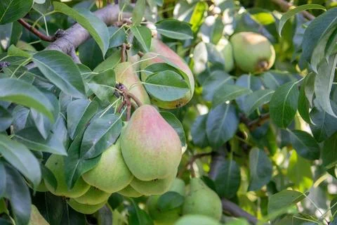 Pears grow on a tree, harvest. Selective focus. Stock Photos