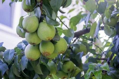 Pears grow on a tree, harvest. Selective focus. Stock Photos