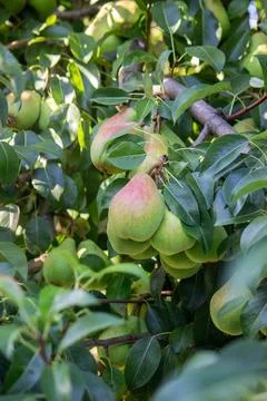 Pears grow on a tree, harvest. Selective focus. Stock Photos