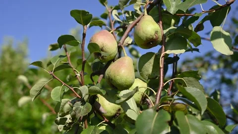 Pears grow on a tree in an orchard. Ripe pears ready for picking Stock Footage 314140764