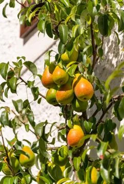 Pears growing on espalier Stock Photos