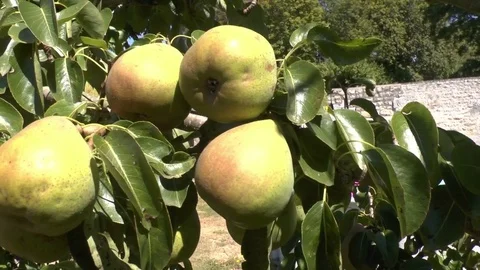 Pears growing on a pear tree in the french summer. Ripening and soon to harvest Stock Footage 72124121