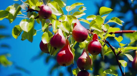 Pears growing in the pears orchard Stock Footage 53292051