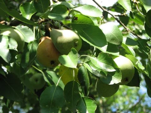 Pears is growing on a tree Stock Photos