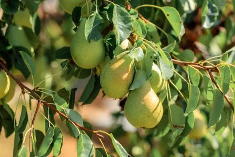 Pears growing on a tree Stock Photos
