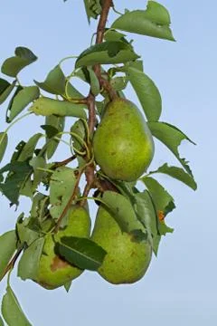 Pears growing in tree Stock Photos