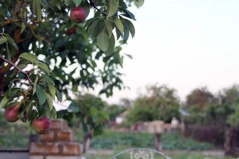 Pears hang on a tree at dusk. Space for text Fotos de archivo