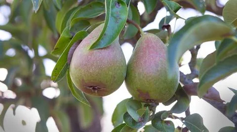 Pears hanging on a branch Stock Photos
