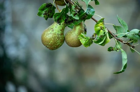 Pears hanging on a tree branch. Stock Photos