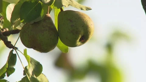 Pears Hanging on Tree Branches Stock Footage 314851274