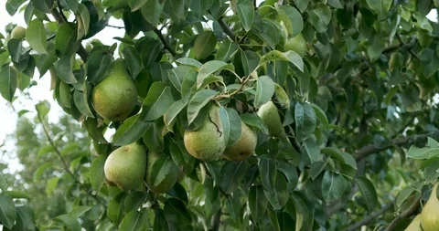 Pears hanging on the tree branches. Good harvest in the garden Stock Footage 117216397