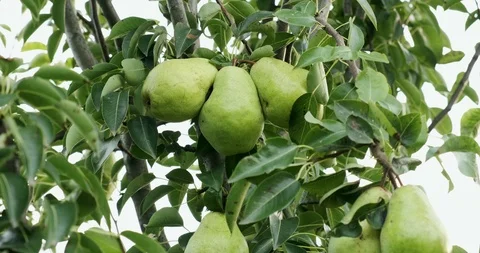Pears hanging on the tree branches. Good harvest in the garden Stock Footage 118058734