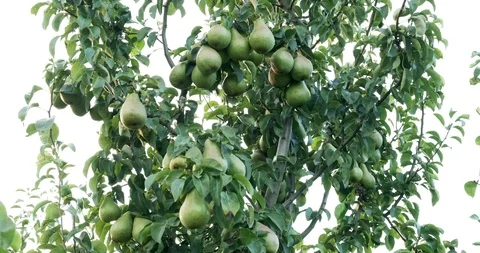 Pears hanging on the tree branches. Good harvest in the garden Видео 118060744