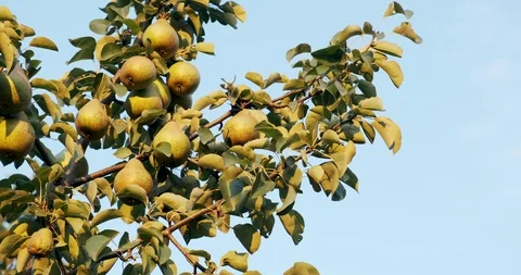 Pears hanging on the tree branches in the sunlight. Good harvest in the garden Stock Footage 117217097