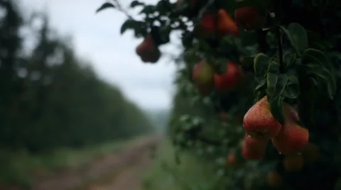 Pears hanging from a tree Stock Footage 27361936