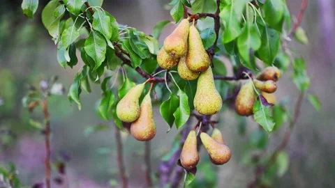 Pears hanging on the tree Stock Footage 168415761