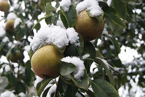 Pears hanging on a tree Foto stock