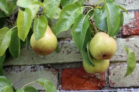 Pears hanging on a tree Stock Photos