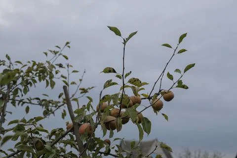 Pears hanging on a tree Stock Photos