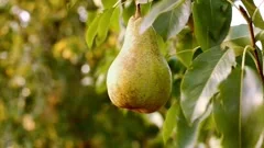 Beautiful fresh ripe juicy pears hang on a tree branch in the