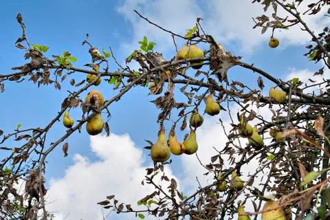 Pears on a infested branch Stock Photos