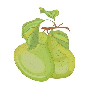 Pears isolated on white background. Fresh garden fruit. Sweet juicy pear. Stock Illustration