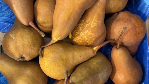 Pears of Kaiser variety or Bosc pear Stock Footage 306607357
