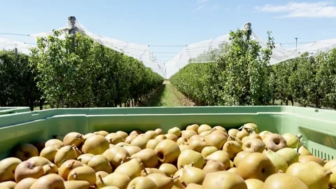 Pears in large plastic crates immediately after harvesting from trees Stock Footage 305159671