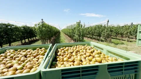 Pears in large plastic crates immediately after harvesting from trees Stock Footage 305159688