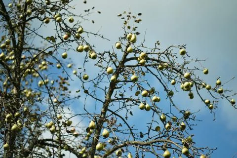 Pears on a leafless pear three in autumn. Stock Photos